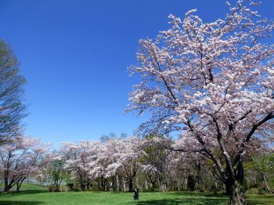 ０９．初夏の北海道４泊　桜満開の戸田記念墓地公園