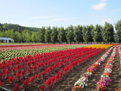 北海道（道南・富良野他）への旅（3日目：富良野編）