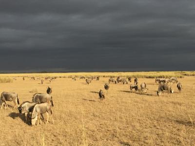 ケニアで動物三昧の夏休み11日間！ 4日目～アンボセリーナクル湖