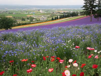 2016夏　☆今年も花に癒されて☆＊＊＊＊＊＊＊　                          ﾟ*｡☆　富良野・美瑛　☆。*ﾟ