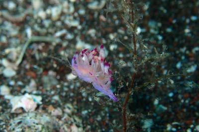 伊豆でも潜ってみよう♪