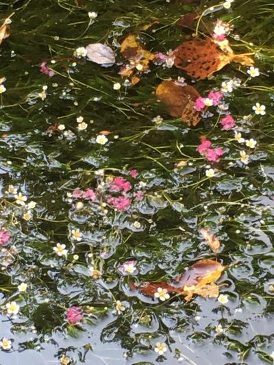 可憐な花に誘われて。