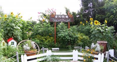 愛知牧場・四季彩の丘・ヒマワリ&黄花コスモス