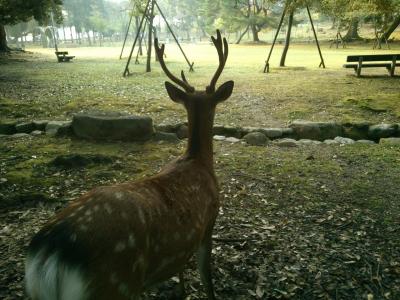 大文字の送り火と言えば…の場所に行って来ました