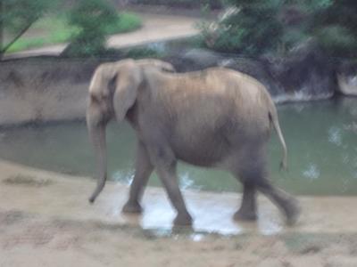 八木山動物公園の夜間開園2016