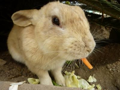 青春18切符で広島旅行~兎さんや軍艦との出会い~