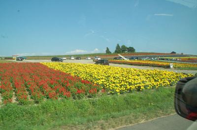 砂利道を抜けて、お花畑のある美瑛に迷い込む