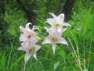 2016年夏　鹿野観光ボランティアさんと巡る　その１　ささゆり・紫陽花　二所山田神社