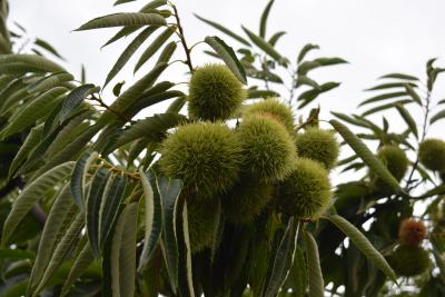 予定変更、小布施をぶらり