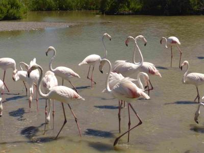 南仏ってこんなにいいところだったのね。田舎に泊まってあちこち訪ねる　その４。　カマルグ　Camargue