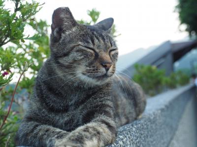 台湾二人旅1・2日目～台北（猴&#30800;猫村・十分・九&#20221;）～ 2016