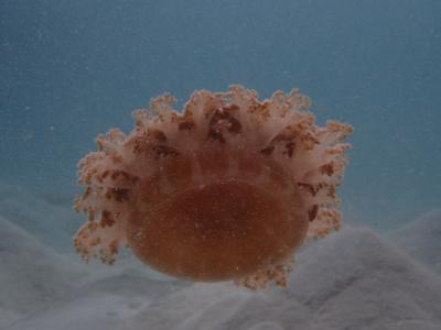 2016*ユナイテッド航空で行く!ロックアイランド☆彡パラオ