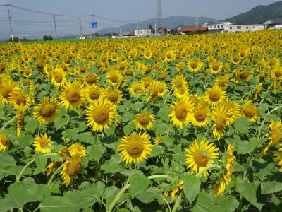 帰省の旅夏　ひまわり畑　