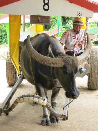 初めての石垣島 2日目