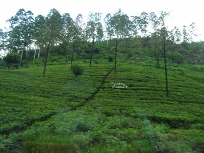 2016夏 スリランカ part2  ヌワラエリヤで紅茶畑が広がる風景に癒される