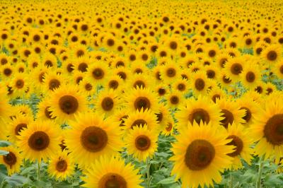 ガッスガスのソロデビュー｡｡焼岳日帰り登山(新中の湯ピストン)