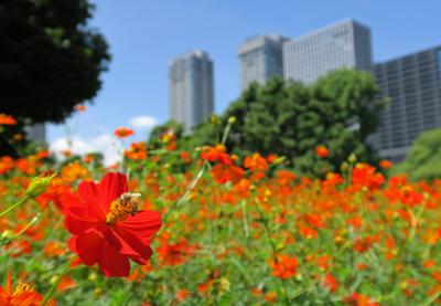 都心に秋が忍びあし・・・