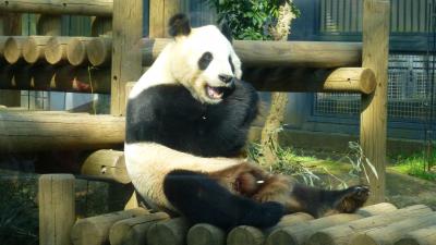 松本城と草津温泉そして上野動物園で初めてパンダとご対面