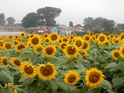 「あいにく」の清瀬ひまわりフェスティバル