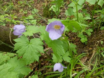 アオネバ渓谷ハイキング　野花を求め