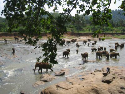 象の孤児院(Pinnawala, Sri Lanka)