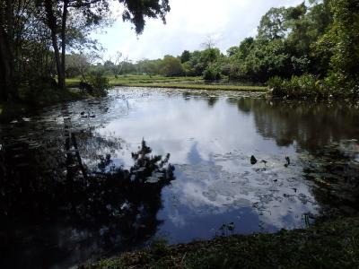 スリランカへ２　バワのホテルとルヌガンガ　