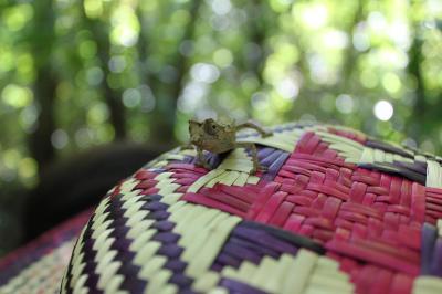 マダガスカル新婚旅行　ロコべ自然保護区へ