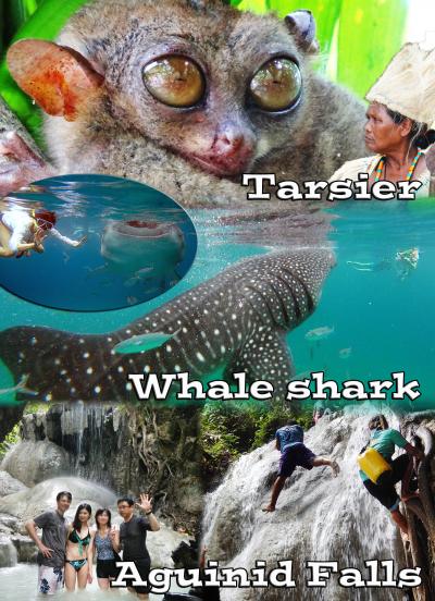 小さいメガネザル　『 Tarsier (ターシャ) 』　と世界一大きい魚類　『 Whale shark ( ジンベイザメ ) 』　を撮影しにセブ島へ & Adventure waterfall 『 Aguinid Falls ( アグイニッド滝 ) 』