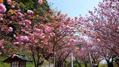 ２０１６年　桜の福岡・神社パワースポットをドライブ（宗像大社・宮地嶽神社・大宰府天満宮）