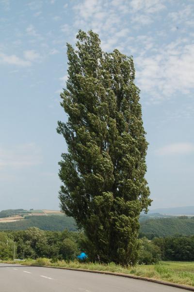 美瑛（びえい）でロケ地巡り