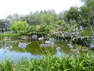 夏の優雅な南イタリア周遊旅行♪　Vol293(第16日)　☆Isola d'Ischia/Forio：美しい植物園「Giardini La Mortella」　「Cascata del Coccodrillo」美しい池と花の競演♪