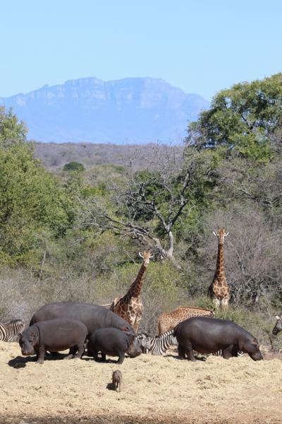 南アフリカ　野生動物と花畑の旅　1 サファリ１日目