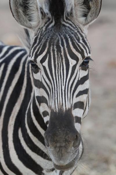 南アフリカ　野生動物と花畑の旅　2 サファリ2日目