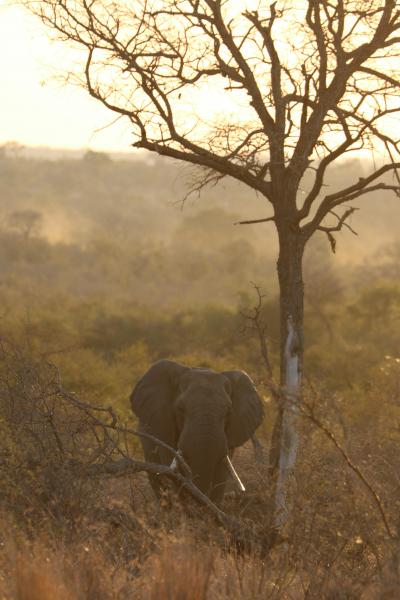 南アフリカ　野生動物と花畑の旅　3 サファリ3日目