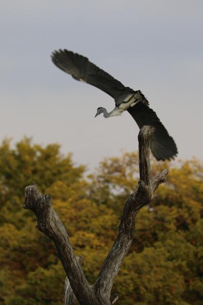 南アフリカ　野生動物と花畑の旅　4 ケープタウンに移動