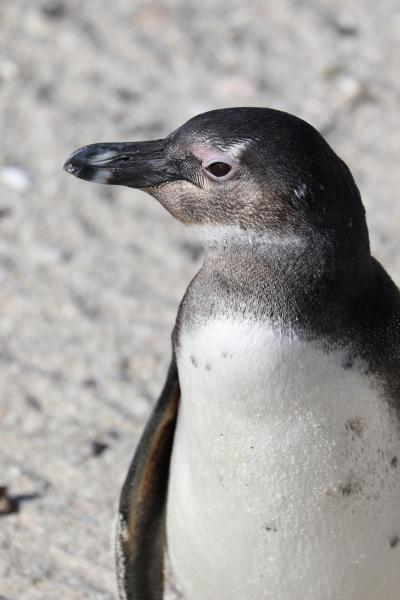 南アフリカ　野生動物と花畑の旅　5 ペンギンと喜望峰