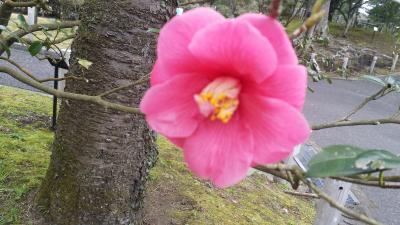 女2人旅~伊豆大島~