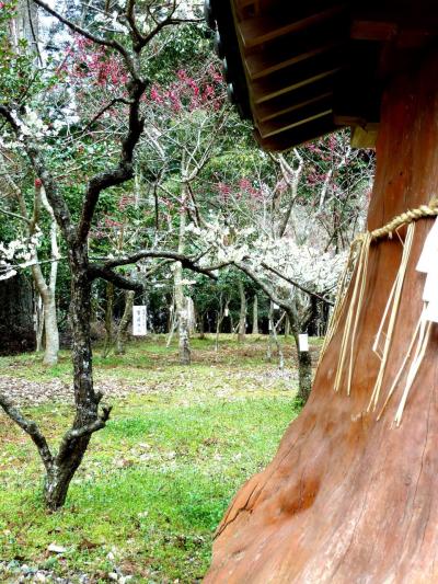 WT信の湯布院療養日誌:8月6日(土)六所宮に献木した榊に対面