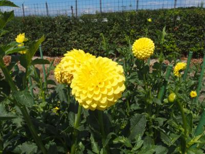 日野ダリア園・ブルーメの丘2016