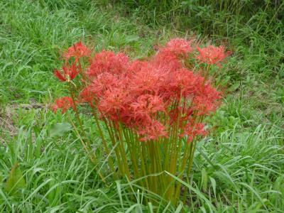 道の駅八王子滝山で地元の野菜を買いました・浅川土手の彼岸花ほか 2010/09/24-10/07　