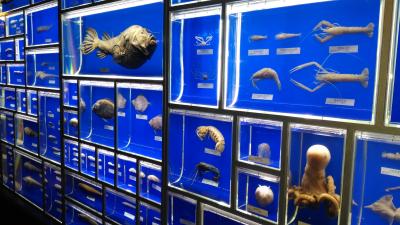 「スーパービュー踊り子」で行く、伊豆・修善寺ものがたり(一日目)