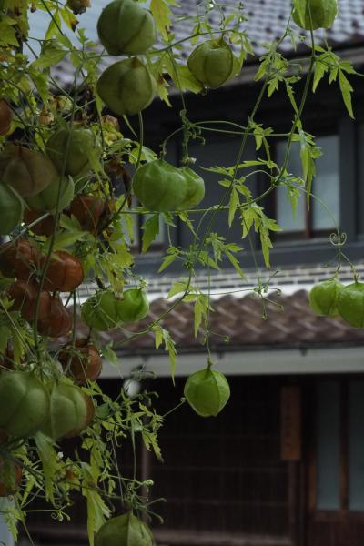 北陸秋色紀行〈１〉雨に光る黒瓦～瑞龍寺と土蔵造りの街（高岡編）