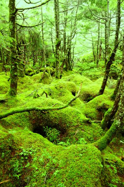 ☆まるでジブリ！北八ヶ岳の苔の森☆