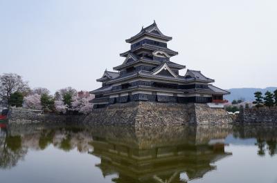 松本城の桜