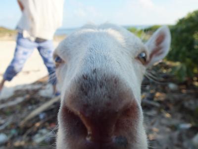 2015夏休み～八重山7泊8日の旅（1日目）