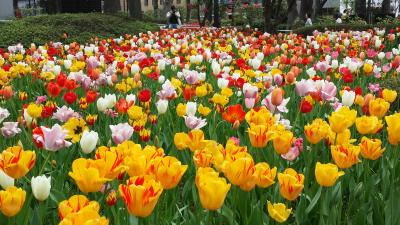 富士山の裾野 天空のチューリップ祭り 2015<br />