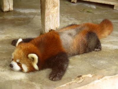 初秋のレッサーパンダ紀行【５】 徳山動物園　昼下がりののんびりしたレッサー舎・・・このなんでもない日常の雰囲気も大好きです