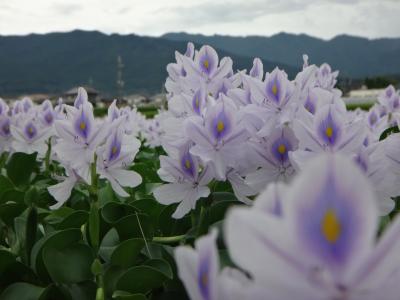 ホテイアオイの咲く飛鳥へ。石舞台、伝飛鳥板蓋宮跡、飛鳥寺にも。西国三十三所壺阪寺(6),岡寺(7)（1/2）