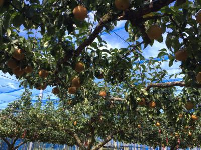 ’16フルーツ狩り第４弾～よねくらに行くナッシー～