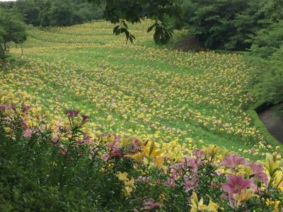 可睡ゆりの園